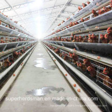 Automatic Chicken Cage Farm for Layers and Broilers